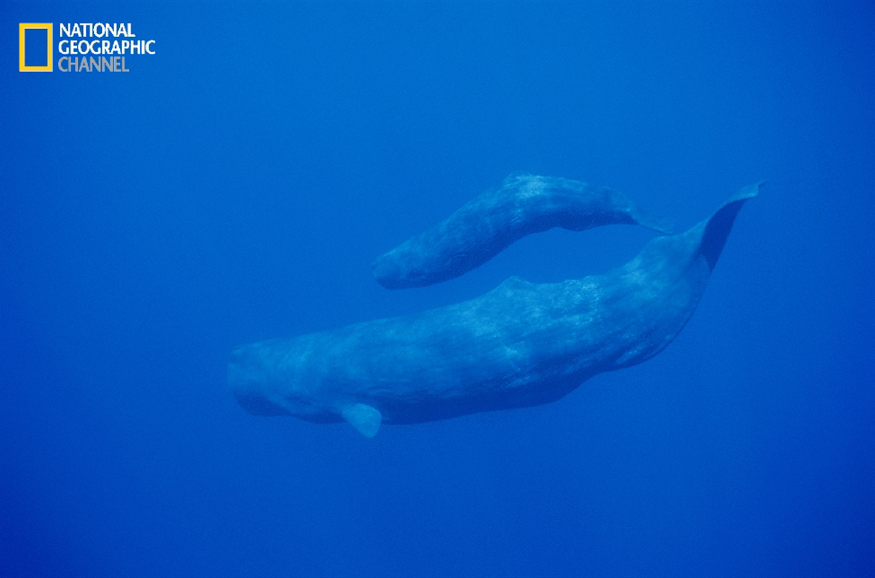 【値下げしました】Channel s Sperm Whale 5.5 5 things to know about sperm whales | The Straits Times