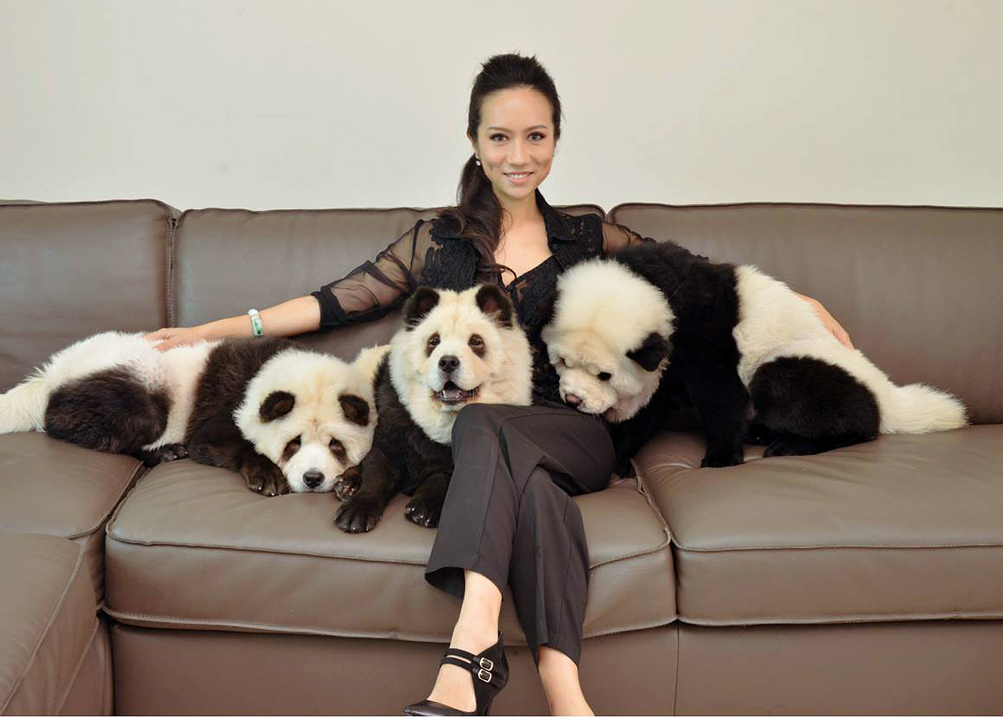 Ms Jiang said she used a safe and approved dye to paint black patches on her chow chows' white fur, adding that a patch test was done before it was applied, to ensure that her dogs were not allergic to it.