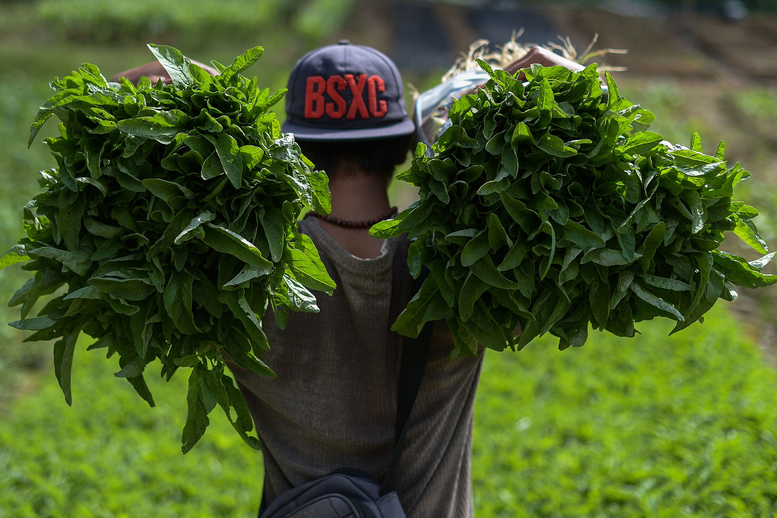 Farms in Malaysia were initially able to cope with the dry spell by using water from reservoirs to grow their crops. However, the prolonged drought has dried up reservoirs, causing the production of vegetables to fall. Malaysia has been suffering fro