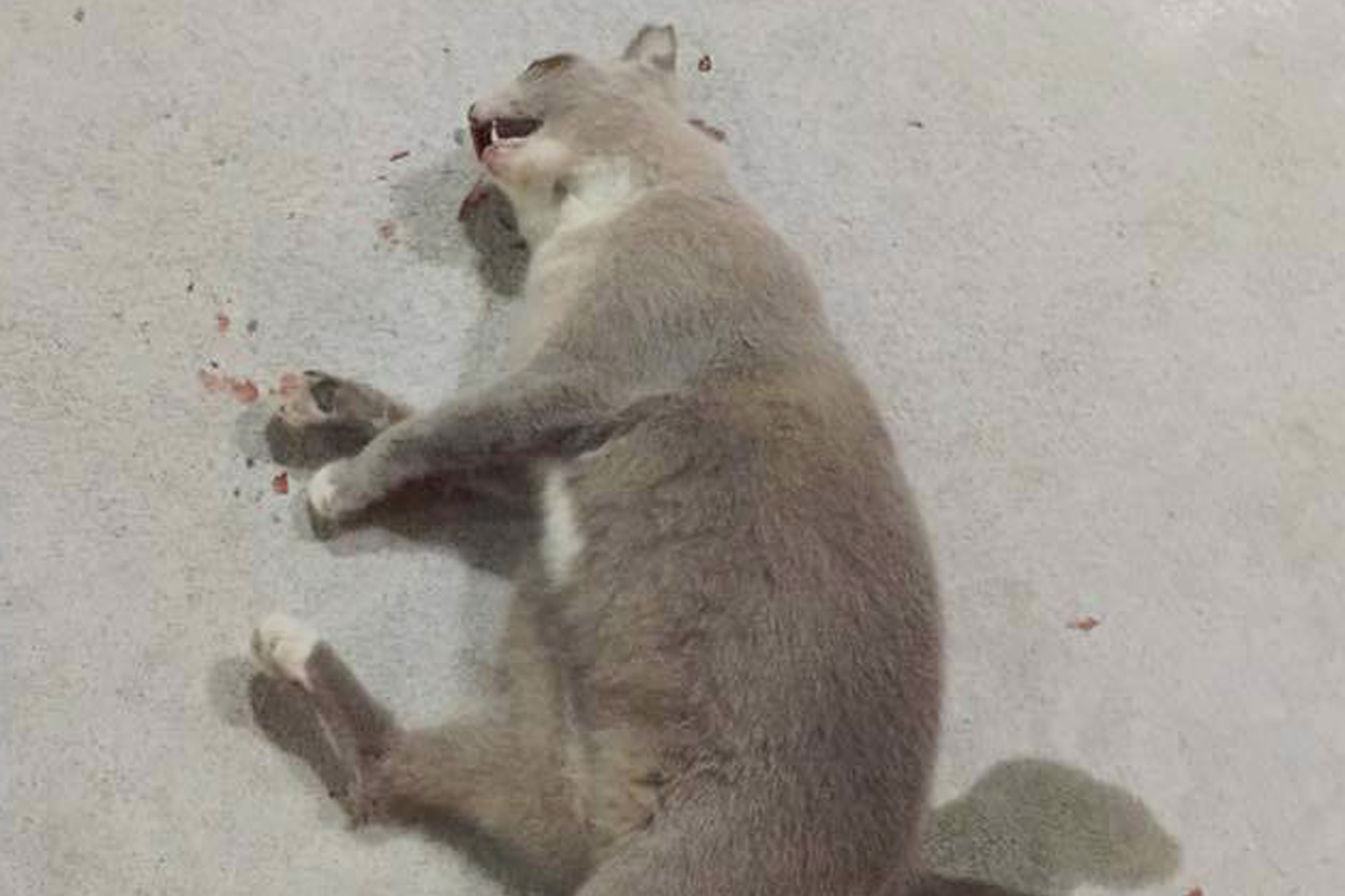 The alleged cat abuser fled towards Block 886, Tampines Street 83, when confronted.