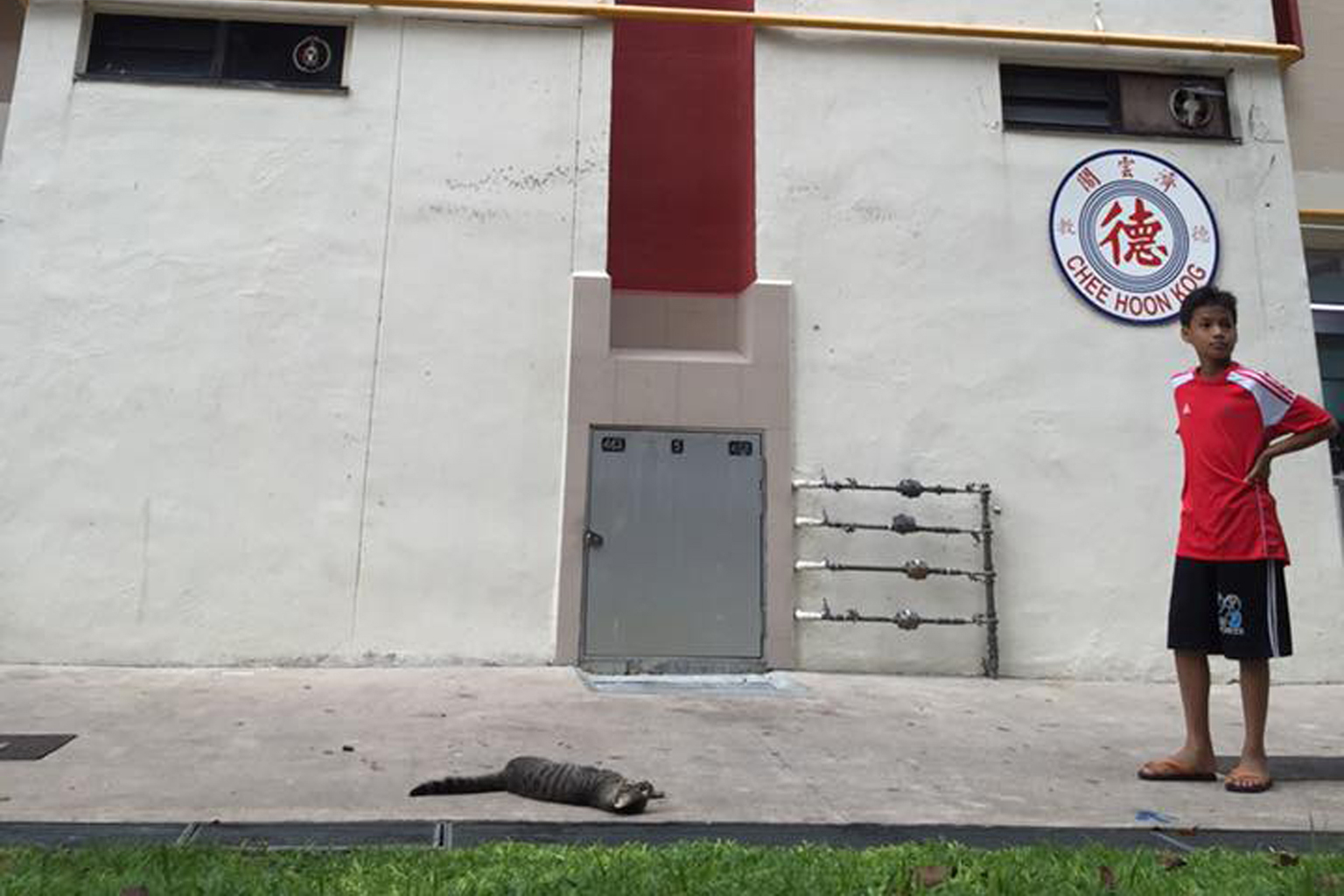 A cat was found close to death at the foot of Block 89, Redhill Close, around noon last Saturday. It had suffered a broken leg and shattered mouth, according to a Facebook post by user Fariq Sani. The animal died before the SPCA's rescue officer arri