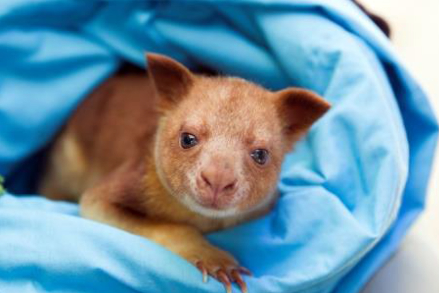 Makaia the kangaroo will be paired with another tree kangaroo when it arrives at the Singapore Zoo next week. The kangaroo first made headlines in 2014 when it was adopted by a wallaby after its mother died, the first time this had happened.