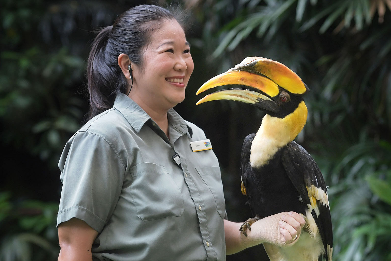Jurong Bird Park trainer Eileen Lim with Sunny yesterday. About one-third of the world's 54 hornbill species are threatened.