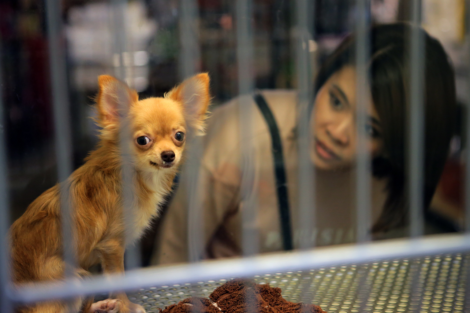 A visitor at a pet shop. The onus currently is on owners to license their dogs, which many fail to do, say those in the animal welfare community.