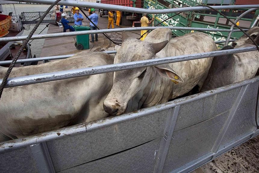 Cattle walk up a ramp into a cargo ship for export, at Vila do Conde port in Barcarena, Para state, near the mouth of the Amazon river, on Oct 9, 2013. -- FILE PHOTO: REUTERS