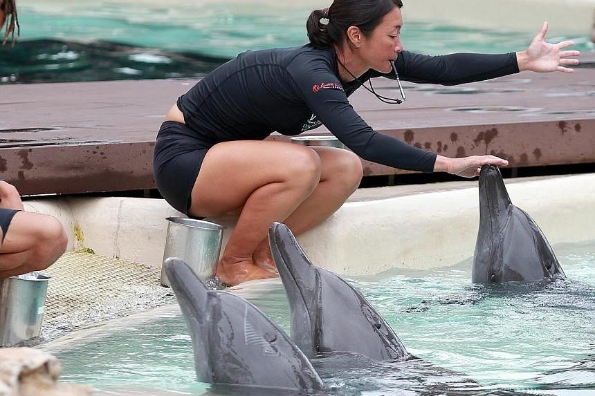 Marine mammal trainers with Indo-Pacific bottlenose dolphins at Dolphin Island, Marine Life Park, in Resorts World Sentosa on 19 Dec 2013. -- ST FILE PHOTO: NEO XIAOBIN
