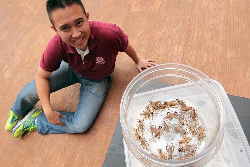 Mr Benjamin Wee of Petmart with the crickets he sells. He said crickets will not harm the environment as much as birds.