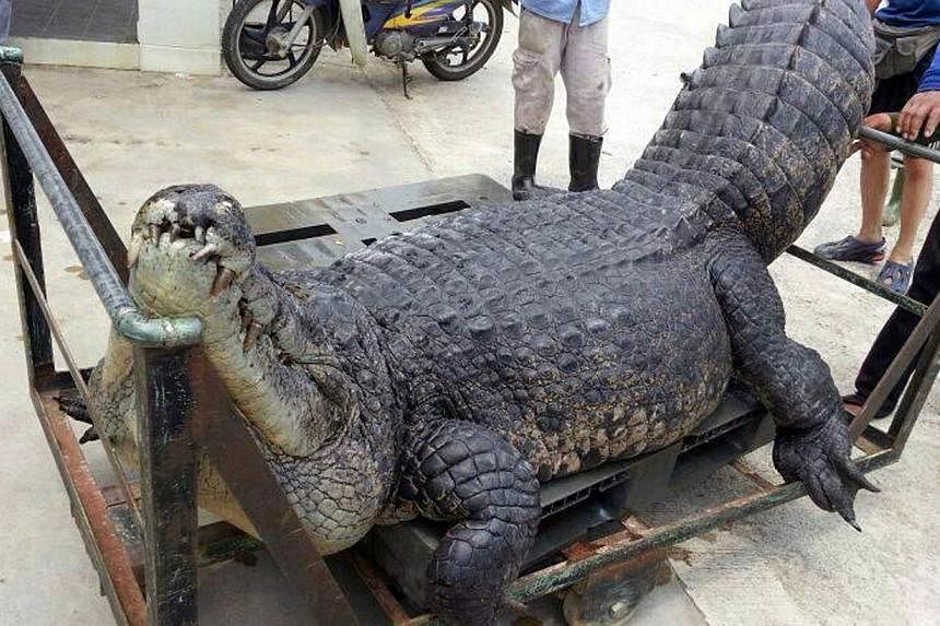 The carcass of the 400kg saltwater crocodile, which was nicknamed Barney by anglers, being carted off to a farm for disposal. It is not known why the suspected poachers did not escape with their giant catch.