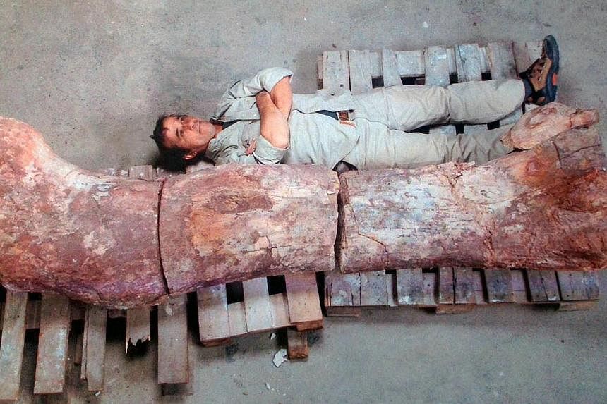 Picture taken on May 16, 2014 showing a technician next to the femur of a dinosaur - likely to be the largest ever to roam the earth - in Rawson, Chubut, some 1,300km south of Buenos Aires. Paleontologists in Argentina’s remote Patagonia region hav