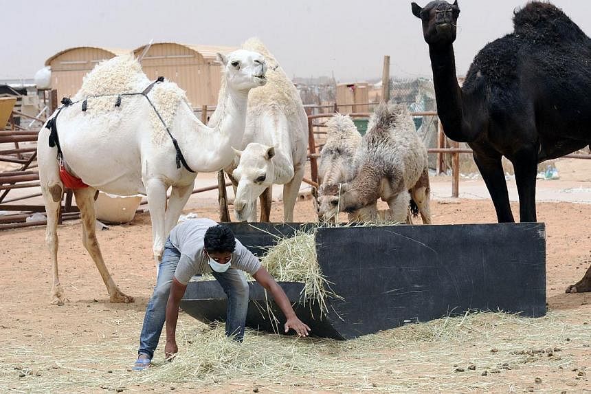 An Indian worker wears a mouth and nose mask as he feeds camels at his Saudi employer's farm on May 12, 2014 outside Riyadh. -- FILE PHOTO: AFP