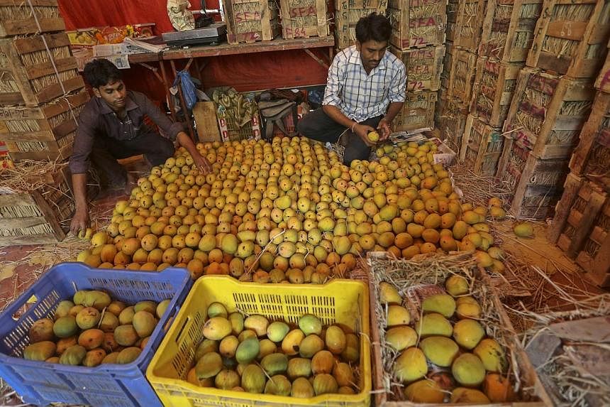 An Indian worker picks Alphonso mangoes to sell at a fruit market in Mumbai, India. Mango is regarded as the national fruit of India, Pakistan, Bangladesh and the Philippines. India is one of the leading producers of tropical and subtropical fruits i
