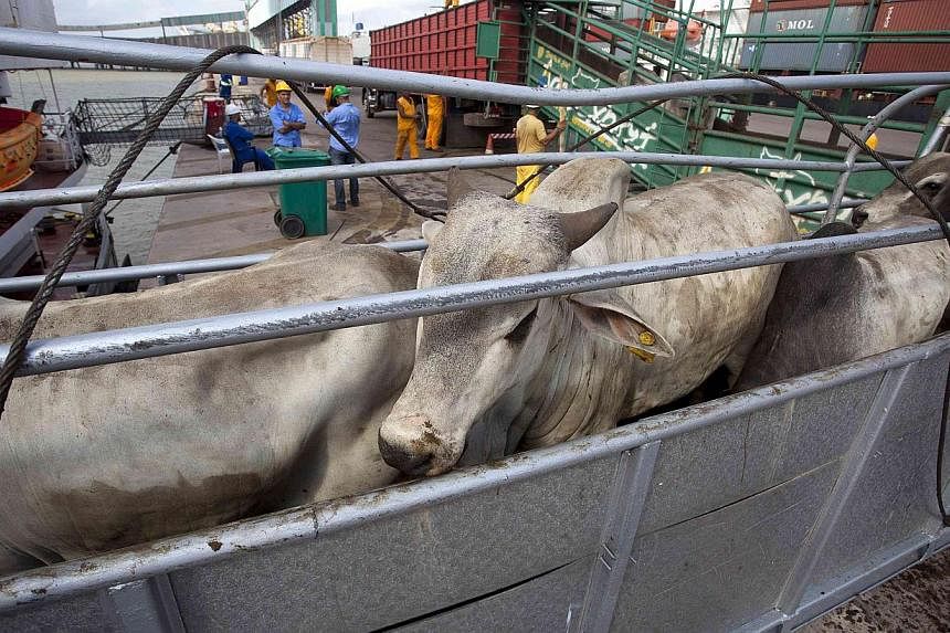 Cattle being loaded for export in Barcarena, in Brazil, on, October 9, 2013. Saudi Arabia has suspended beef imports from Brazil over fears of a suspected case of atypical mad cow disease detected in the country, the Gulf kingdom said on Monday.&nbsp