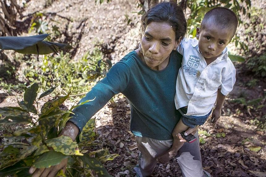 This Feb 26, 2014 file photo shows Nicaraguan coffee grower Gloria Balladares, 43, showing a rust blighted coffee plant at a plantation near Somoto, 200km from Managua. The US government announced on May 19, 2014 a new US$5 million (S$6.3 million) ef