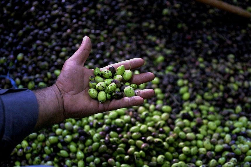 Fresh green olives as they are sorted and cleaned at an olive press in the village of Qabatiya, near the West Bank city of Jenin on Oct 12, 2010. Eating unsaturated fats, like those in olive oil, along with leafy greens and other vegetables creates a