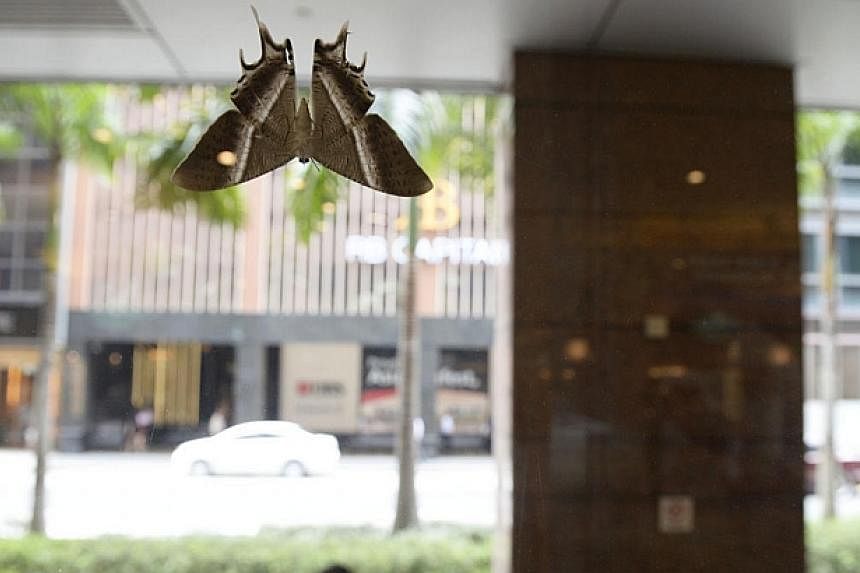 Large, dark-coloured moths with dramatic wings have been spotted all over Singapore in recent weeks, from the CBD to Yishun to Pasir Panjang. The palm-sized moth is the Lyssa zampa, also known as the tropical swallowtail moth.&nbsp;-- ST PHOTO:&nbsp;