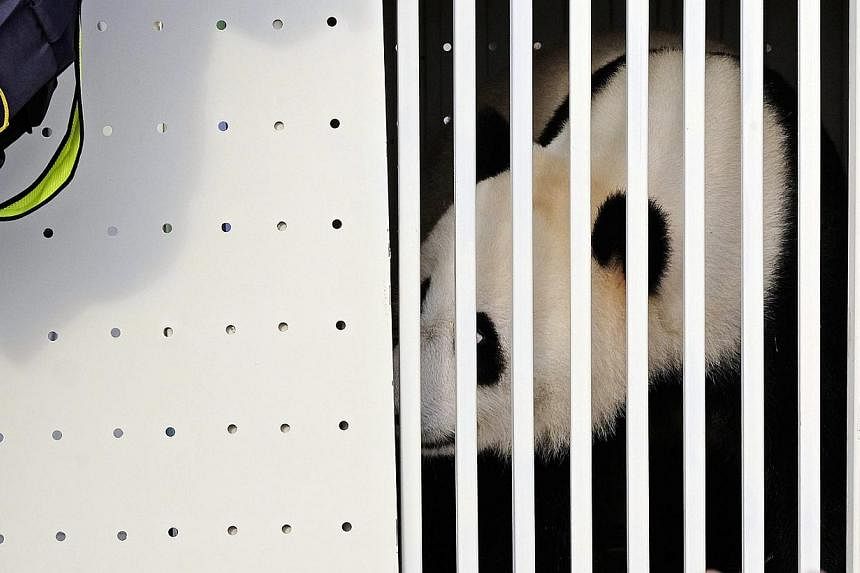 One of China's two pandas, eight-year-old Feng Yi (female) looks out from its cage upon its arrival at the Kuala Lumpur International Airport, in Sepang, outside Kuala Lumpur, on May 21, 2014. Feng Yi and its male partner Fu Wa are loaned to Malaysia