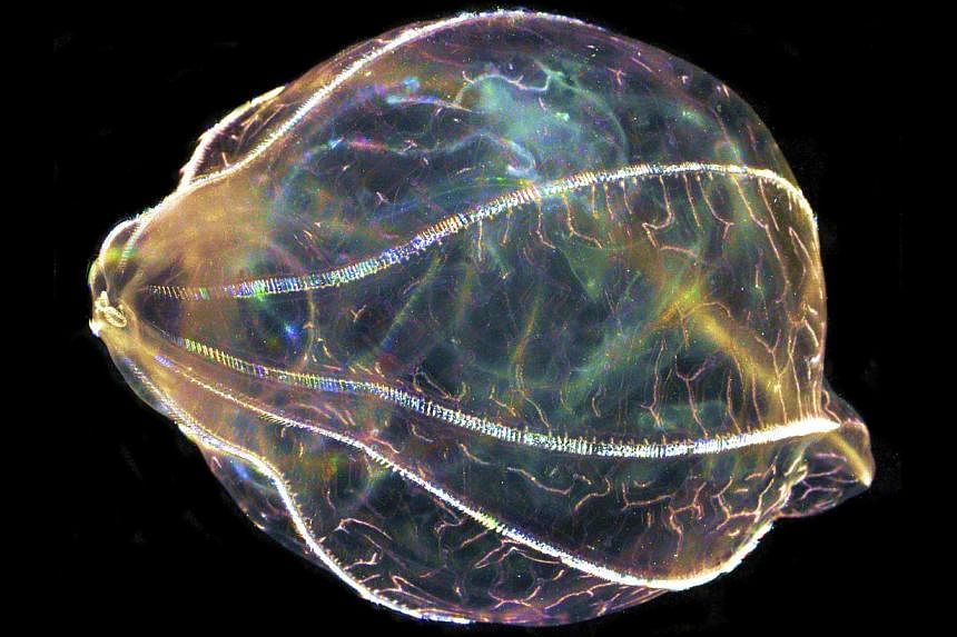 A comb jelly is pictured in this undated handout photo courtesy of Whitney laboratory for Marine Biosciences, University of Florida. Leonid Moroz, a Florida scientist who has been studying comb jellies for the last 7 years, has found the road map of 
