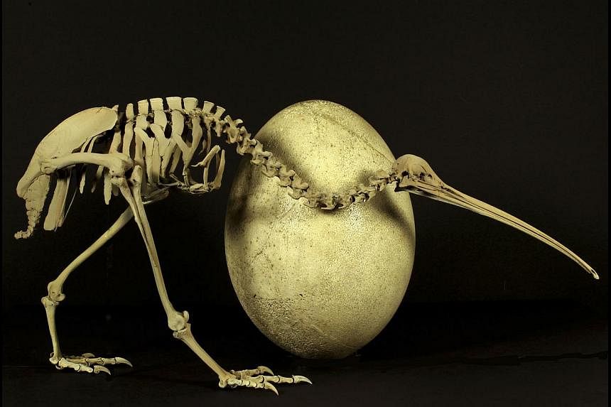 An adult brown kiwi (Apteryx australis) beside the egg of a huge elephant bird (Aepyornis maximus) is shown in this undated handout provided by Paul Scofield and Kyle Davis at the Caterbury Museum in Christchurch, New Zealand, on May 22, 2014. A new 