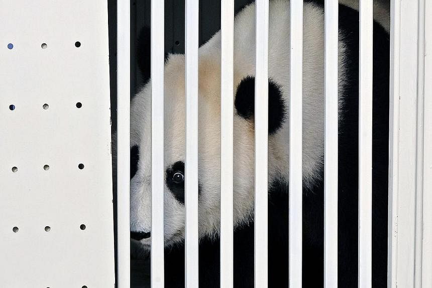 One of China's two pandas, eight-year-old Feng Yi (female) looks out from its cage upon its arrival at the Kuala Lumpur International Airport, in Sepang, outside Kuala Lumpur, 21 May, 2014. -- PHOTO: EPA
