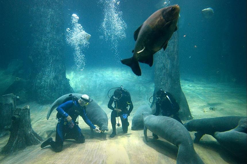 Host of River Monsters Jeremy Wade (above) swimming with the manatees (right) during his first time in the water with them at the River Safari Singapore yesterday.