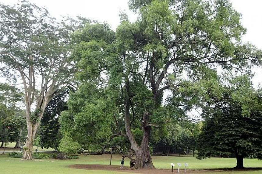 A view of the Tembusu tree at Singapore Botanic Gardens. -- ST PHOTO: LENNE CHAI