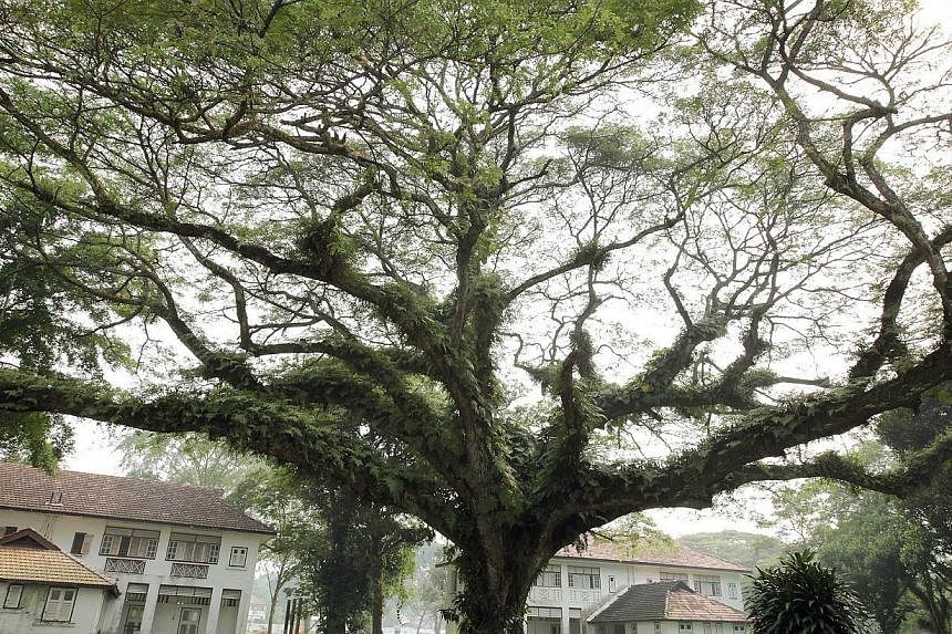 This 25m-tall raintree, with a trunk girth of 5.7m, is one of 14 that is registered in Singapore as heritage trees. -- PHOTO: ST FILE