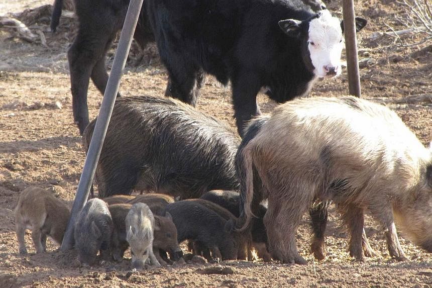 Feral swine (front) are pictured in this undated handout from the U.S. Department of Agriculture, Animal and Plant Health Inspection Service.&nbsp;An Indiana farm has become the first to confirm publicly it suffered a second outbreak of a deadly pig 