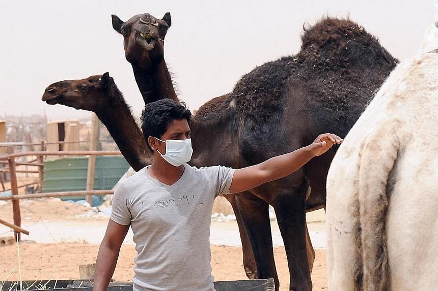 An Indian worker wears a mouth and nose mask next to camels as he works at his Saudi employer's farm on May 12, 2014 outside Riyadh. _ PHOTO: AFP