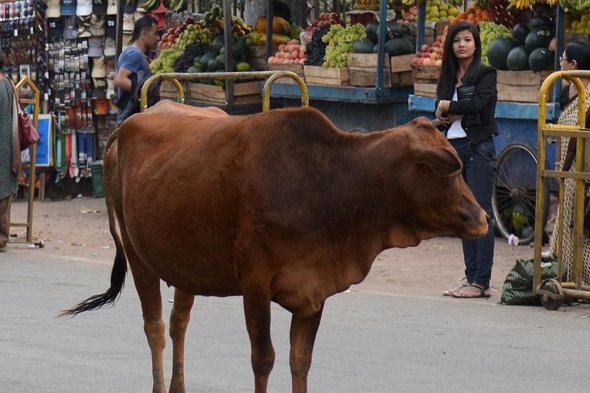 Venerated as cows are in India, many are still left to forage for scraps on the streets so their owners can save on fodder. They often end up ingesting plastic bags to assuage their hunger.