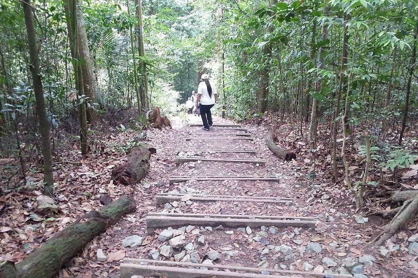 Trails in Bukit Timah Nature Reserve that have been widened from its original width. As visitors start walking on the sides of these paths, there is no plant regeneration.&nbsp;-- ST PHOTO:&nbsp;AUDREY TAN &nbsp;