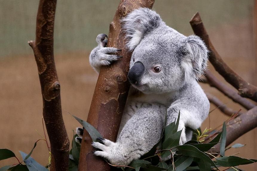Nur Nuru Bin, a 1-year and 9-month-old koala, eats at the zoo of Planckendael near Mechelen on March 29, 2014. -- PHOTO: REUTERS