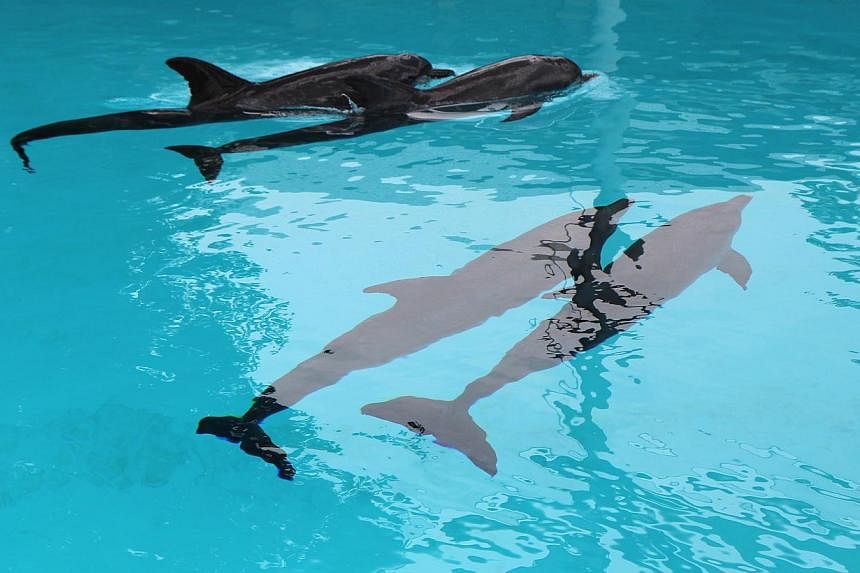 The Society for the Prevention of Cruelty to Animals (SPCA) has called for the remaining 23 dolphins at Resorts World Sentosa (RWS) to be released back into the wild. -- PHOTO: RESORT WORLD SENTOSA