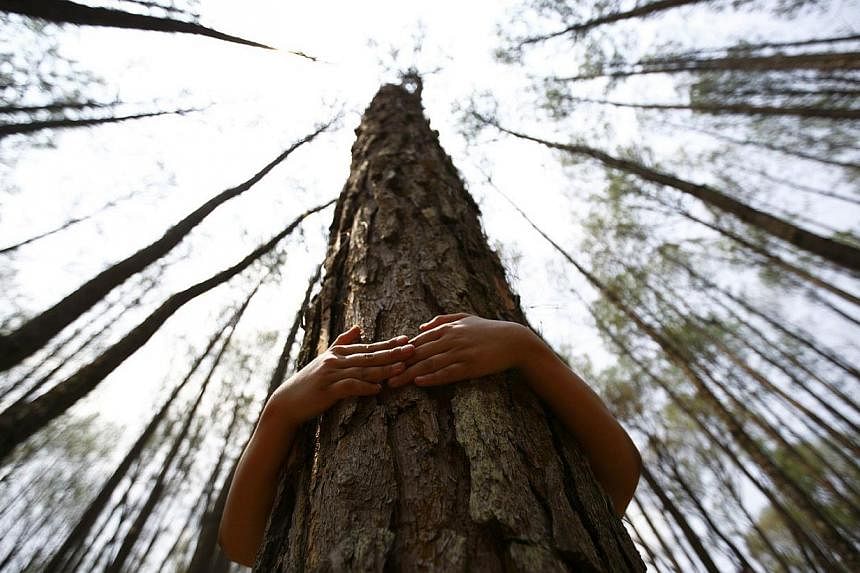 A boy hugs a tree as he prepares to take part in an attempt to break the Guinness World Record for the most number of people hugging trees for two minutes in Kathmandu June 5, 2014. According to the event organiser, 2,001 people took part in the even