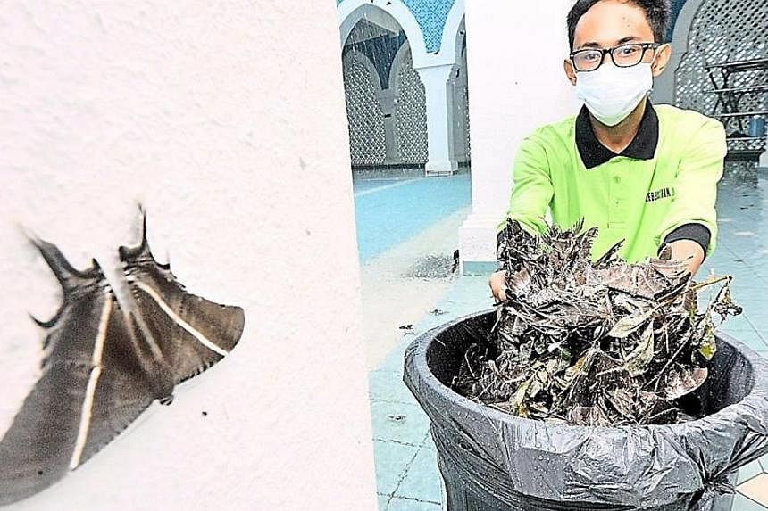 A worker clears the bodies of moths found at the Sultan Ahmad Shah 1 mosque in Kuantan.&nbsp;-- PHOTO: THE STAR/ASIA NEWS NETWORK