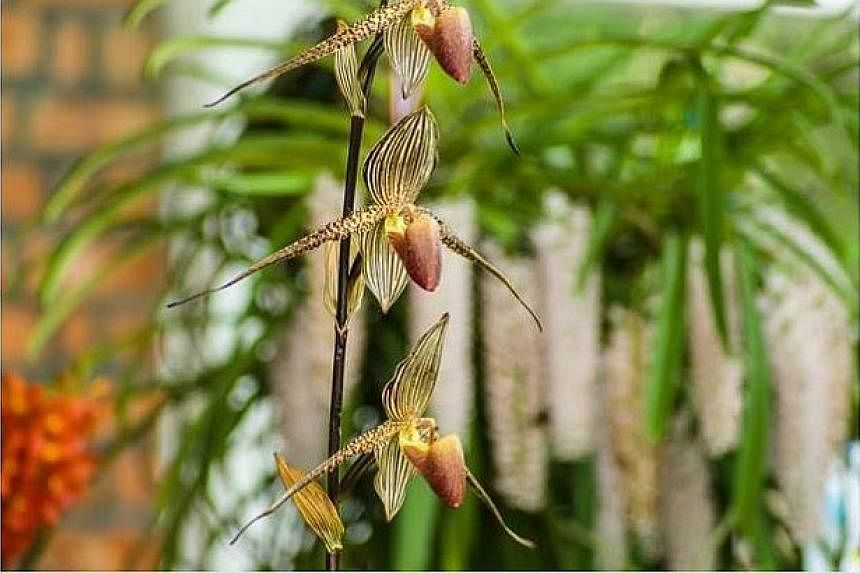 The Paphiopedilum rothschildianum can only be found in Sabah.&nbsp;More than 15 prized orchids worth a total of RM20,000 (S$7,800) have been stolen from the Penang Floral Festival venue, including a grand prize-winning endangered species that could o
