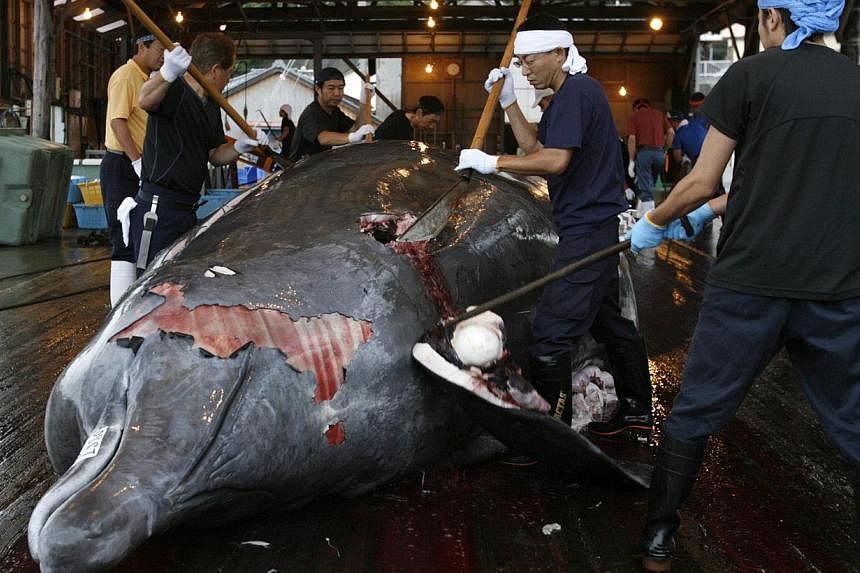 Workers butcher a Baird's beaked whale at Wada port in Minamiboso, southeast of Tokyo on June 28, 2008. -- PHOTO: REUTERS&nbsp;