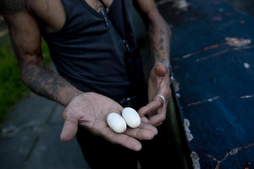 Snake charmer Sein Tin displaying cobra eggs at the city zoo in Yangon on Oct 5, 2013. -- PHOTO: AFP