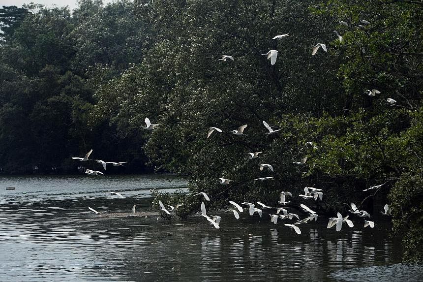 The Sungei Buloh Wetland Reserve. Experts and environmentalists are gathering here this week to share ideas on how to conserve intertidal areas, or mudflats and mangroves in the region that teem with wildlife. -- PHOTO: ST FILE