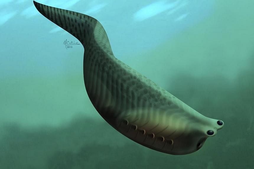 An artist illustration of Metaspriggina, which lived about 514 to 505 million years ago during the Cambrian period is shown in this handout image. -- PHOTO: REUTERS