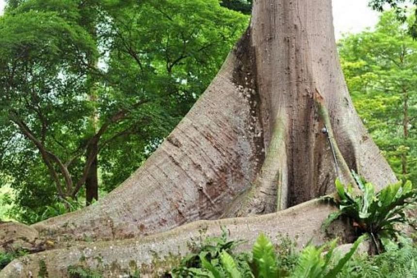 The trunk of the Kapok Tree or White Silk-cotton Tree (Ceiba pentandra). -- PHOTO: ST FILE&nbsp;