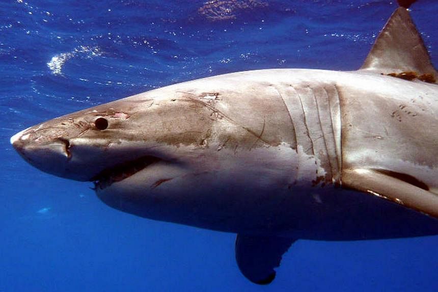 A Great White shark is pictured in the Eastern North Pacific in this undated handout photograph courtesy of Kevin Weng, University of Hawaii. -- PHOTO: REUTERS