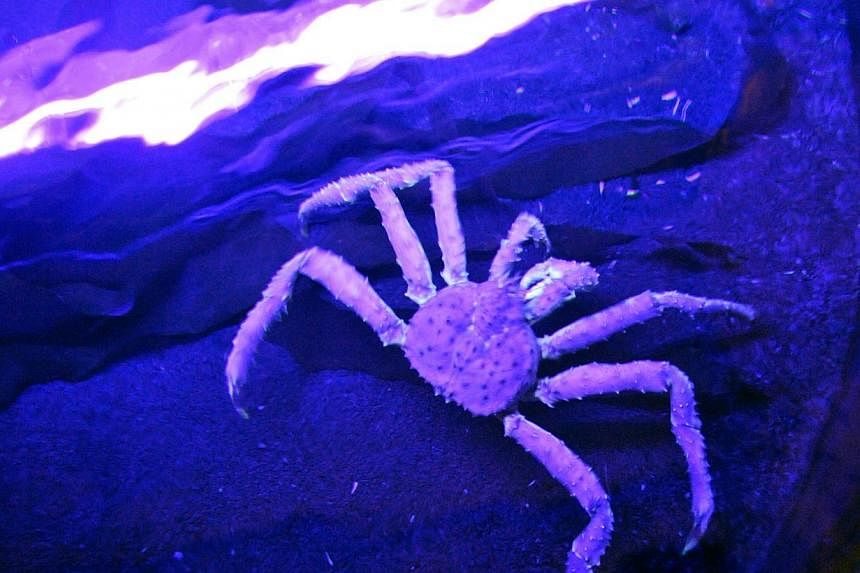 A picture taken on May 24, 2011,shows one of the three Kamchatka crabs which joined the Oceanopolis, Ocean Discovery Park in Brest, western France.&nbsp;Crabs have a sort of inner ear that helps them to hear nearby predators, US scientists have found