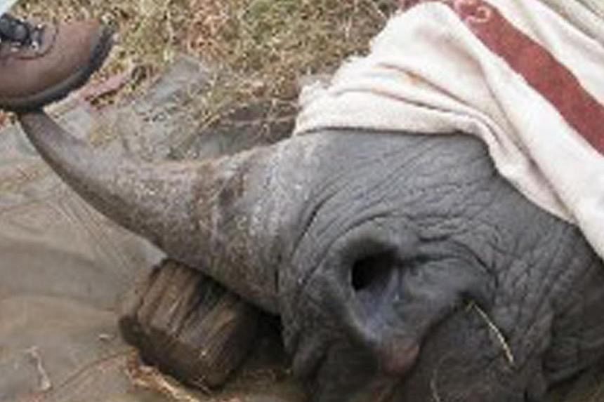 An undated evidence photograph released by the US Department of Justice (DOJ) allegedly shows a rhino horn being sawn off with a chain saw in Cameroon. -- PHOTO: REUTERS