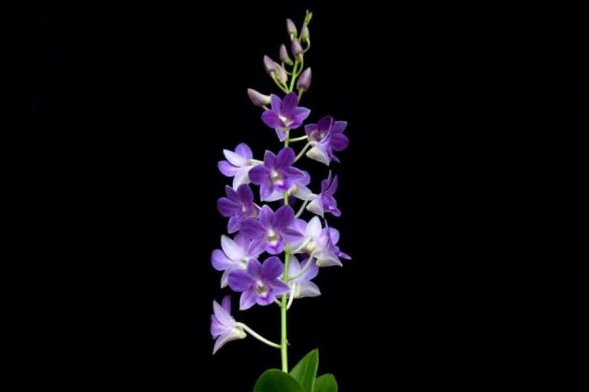 A Singapore-based team created the new species of orchid using the process of hybridisation. -- PHOTO:&nbsp;MCCY.GOV.SG