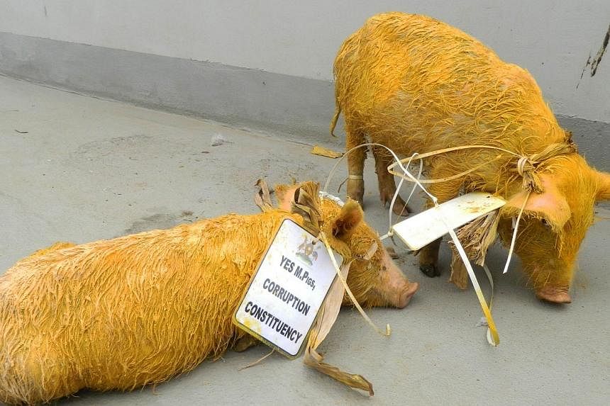 Two painted piglets are outside the Uganda parliament building on June 17, 2014 in Kampala.&nbsp;The police in Uganda said on Saturday, June 21, 2014, that they were testing two piglets for "terrorism-related material" after they were sneaked into th