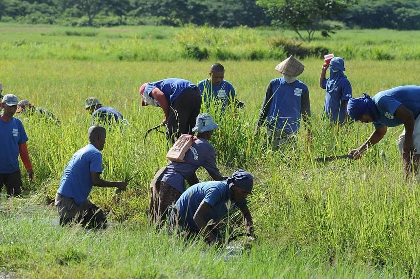 In this photo taken on June 6, 2014, inmates from the medium security compound work on a rice field at Iwahig prison in Puerto Princesa, Palawan island. -- PHOTO: AFP