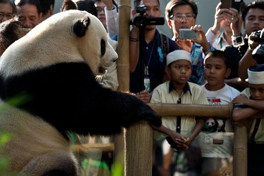 Children and other spectators watch Xing Xing&nbsp;(left), one of two giant pandas on loan from China, inside the Giant Panda Complex at the National Zoo in Kuala Lumpur on June 25, 2014. -- PHOTO: AFP