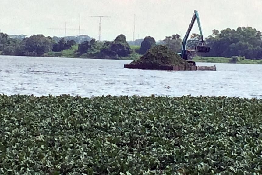 Observers had asked why the carcass of Barney the saltwater crocodile (above), found on April 18, had not been sent for an autopsy. Machinery clearing aquatic plants such as water hyacinths from the surface of Kranji Reservoir (right).