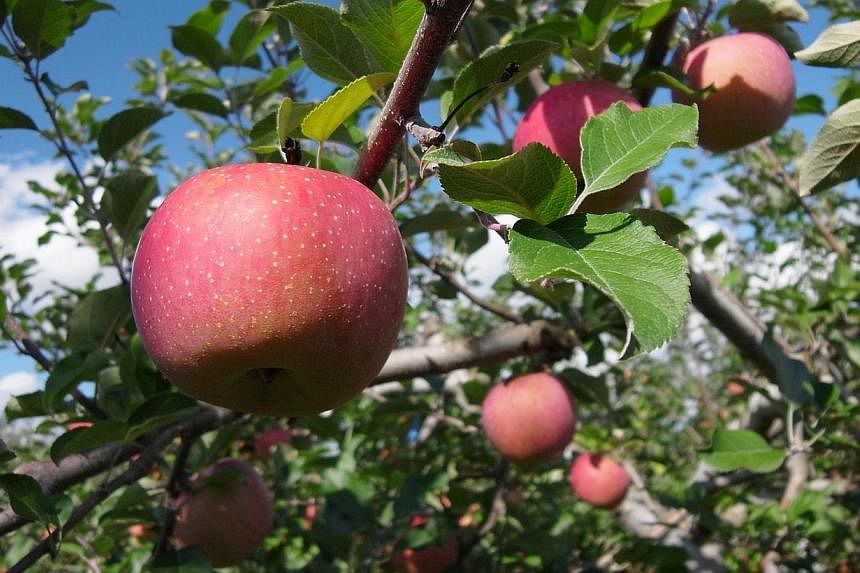The Fuji apple (above) or fragrant pear in stores here may now cost up to 50 per cent more, as hot and dry weather in Asia drives up the price of fruit. -- PHOTO: ST FILE