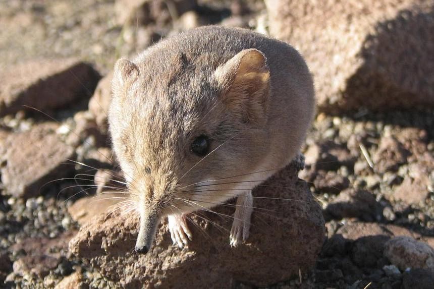 A Macroscelides micus elephant shrew found in the remote deserts of southwestern Africa is shown in this handout photo from the California Academy of Sciences. The new mammal discovered in the remote desert of western Africa resembles a long-nosed mo
